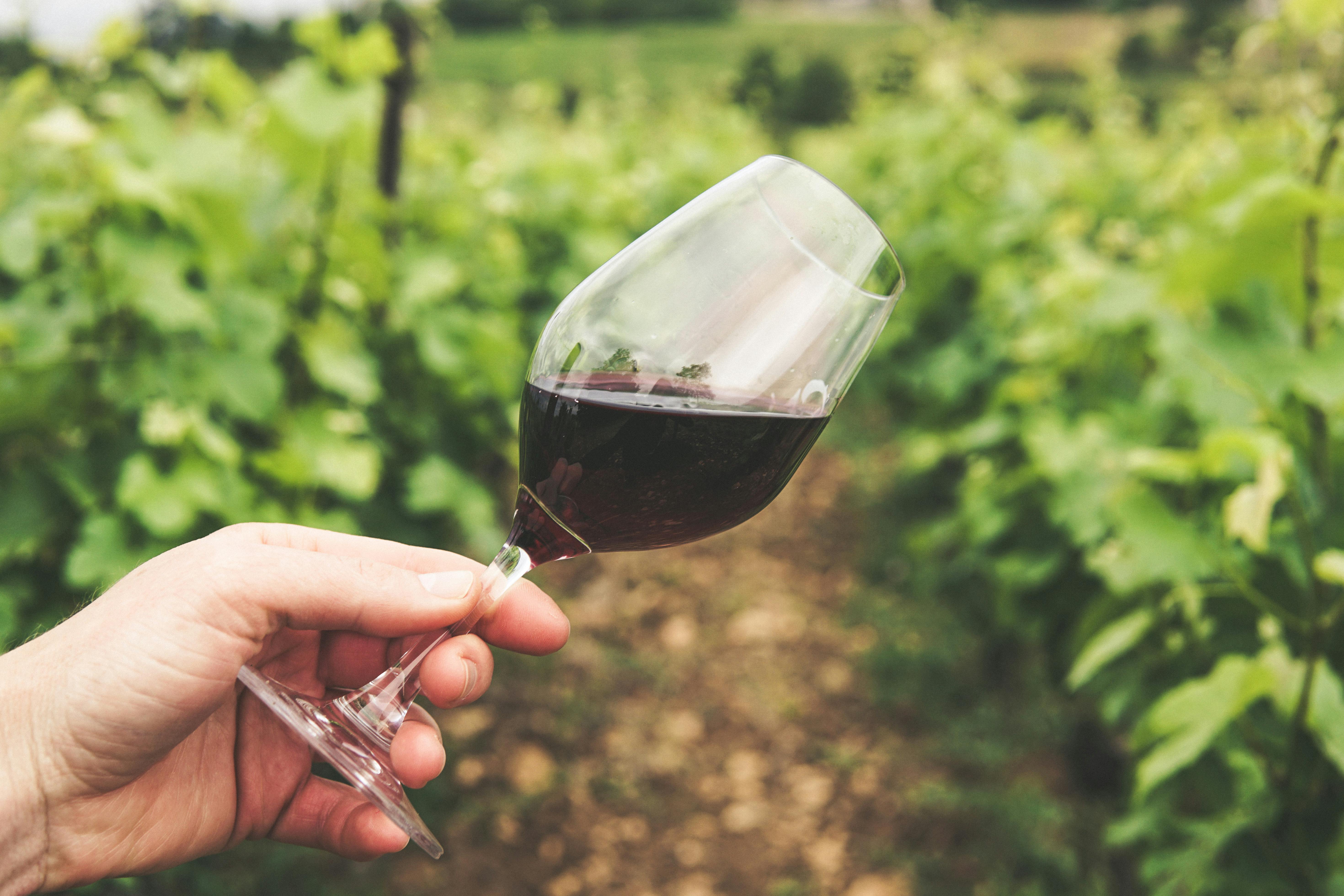 Silt Wine Company: The Boutique Winery Sacramento Can’t Miss